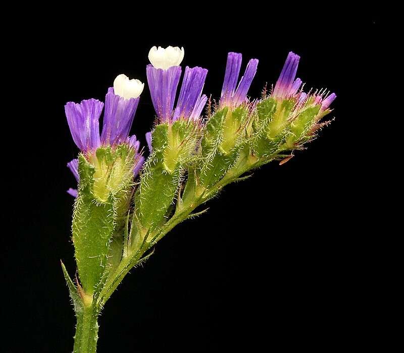 Imagem de Limonium sinuatum (L.) Miller