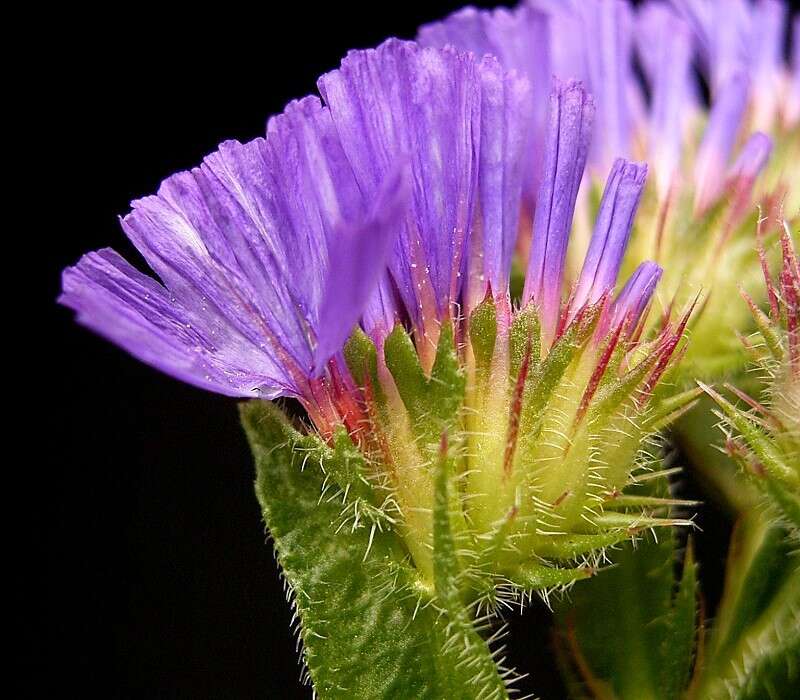 Imagem de Limonium sinuatum (L.) Miller