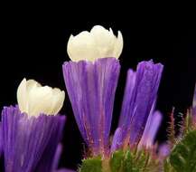 Imagem de Limonium sinuatum (L.) Miller