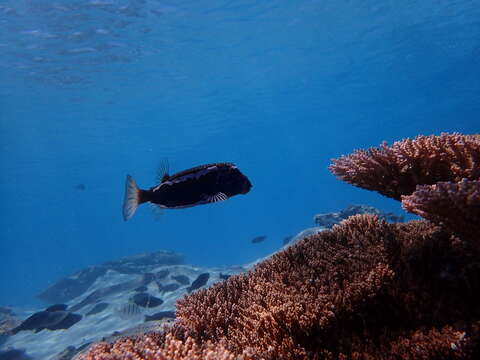 Image of Whitesided boxfish