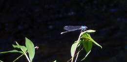 Image of Ebony Jewelwing