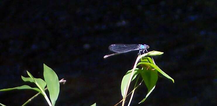 Image of Ebony Jewelwing