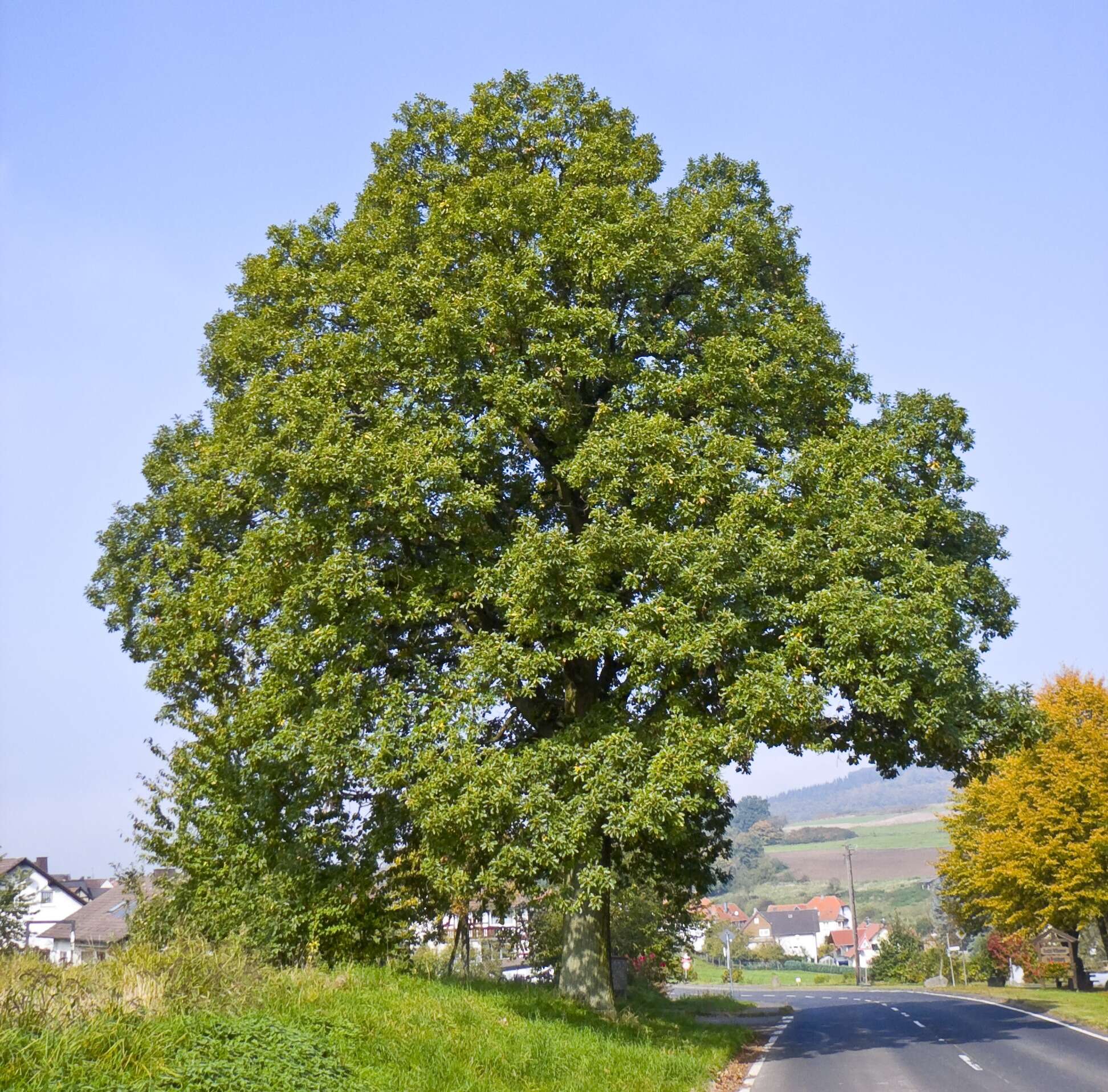 Image of sessile oak, durmast oak