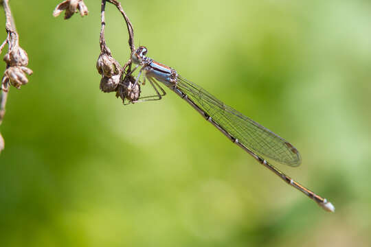 Image of Orange Bluet