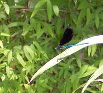 Image of Ebony Jewelwing