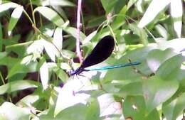 Image of Ebony Jewelwing