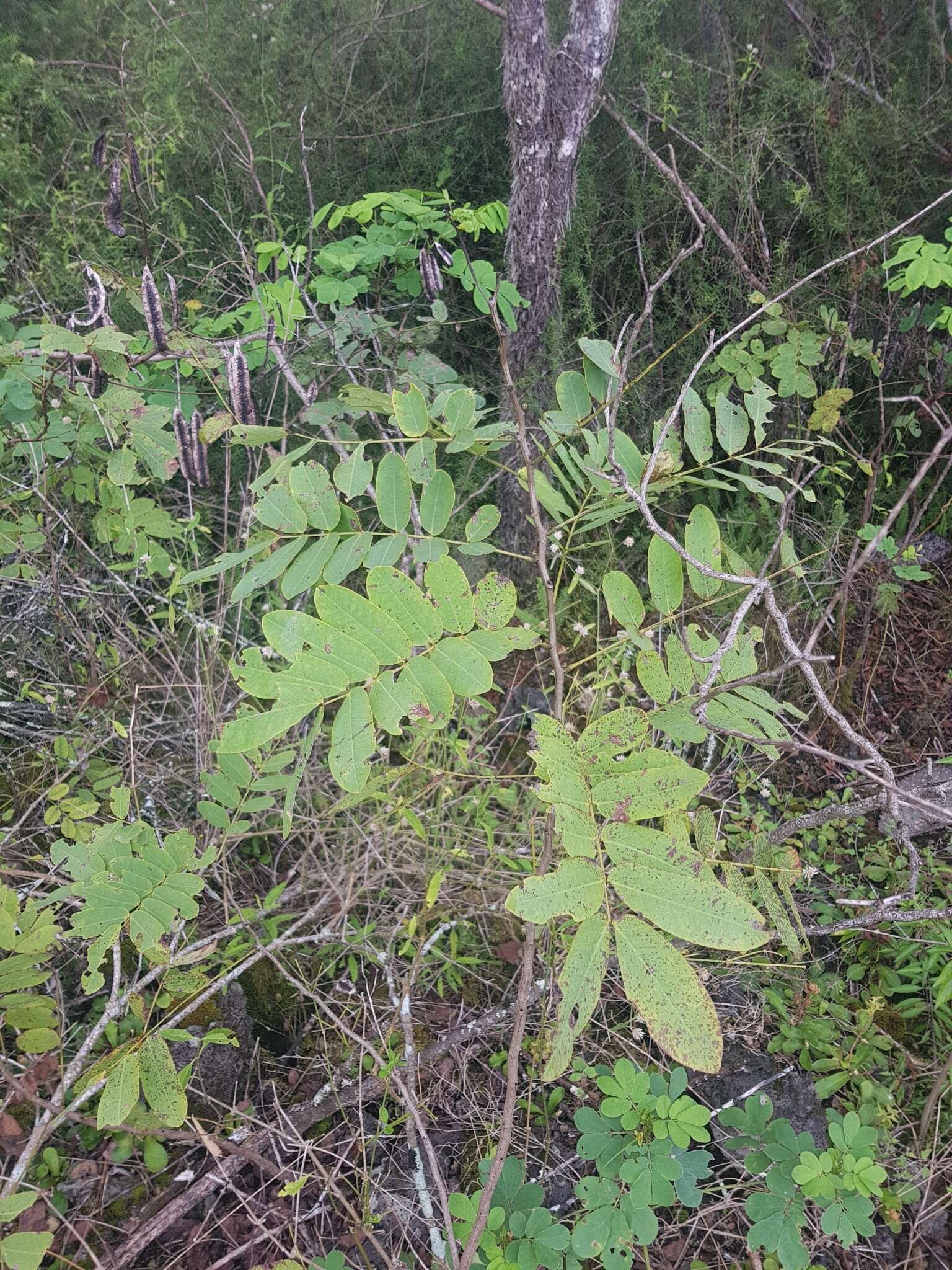 Image de Senna pistaciifolia (Kunth) H. S. Irwin & Barneby