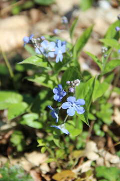 Omphalodes cappadocica (Willd.) DC. resmi