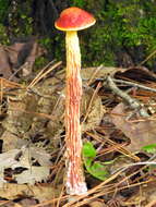 Image of Aureoboletus betula