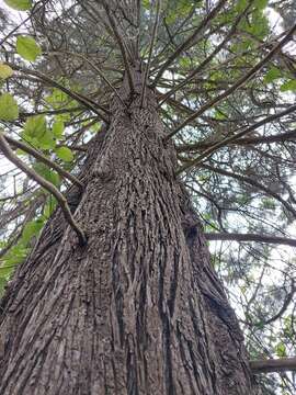 Image of Bailey's Cypress Pine