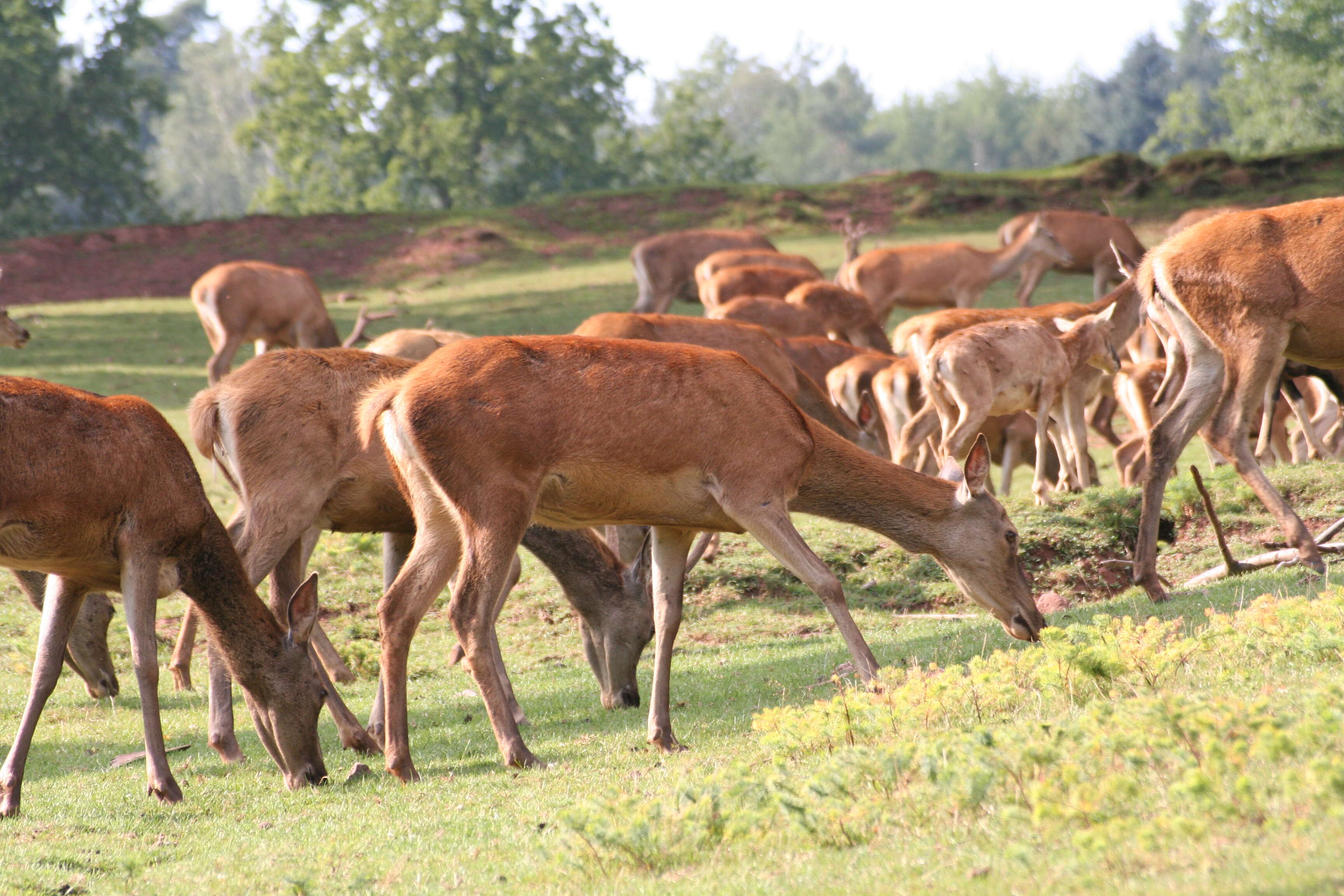 Image of Red Deer