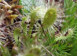 Image of New Zealand sundew