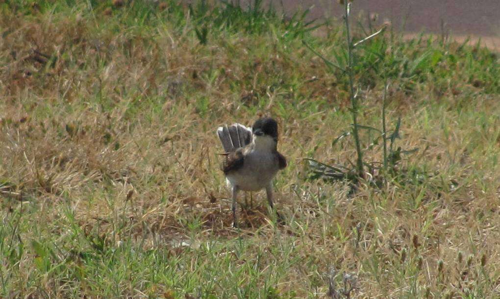 Image of Eastern Kingbird