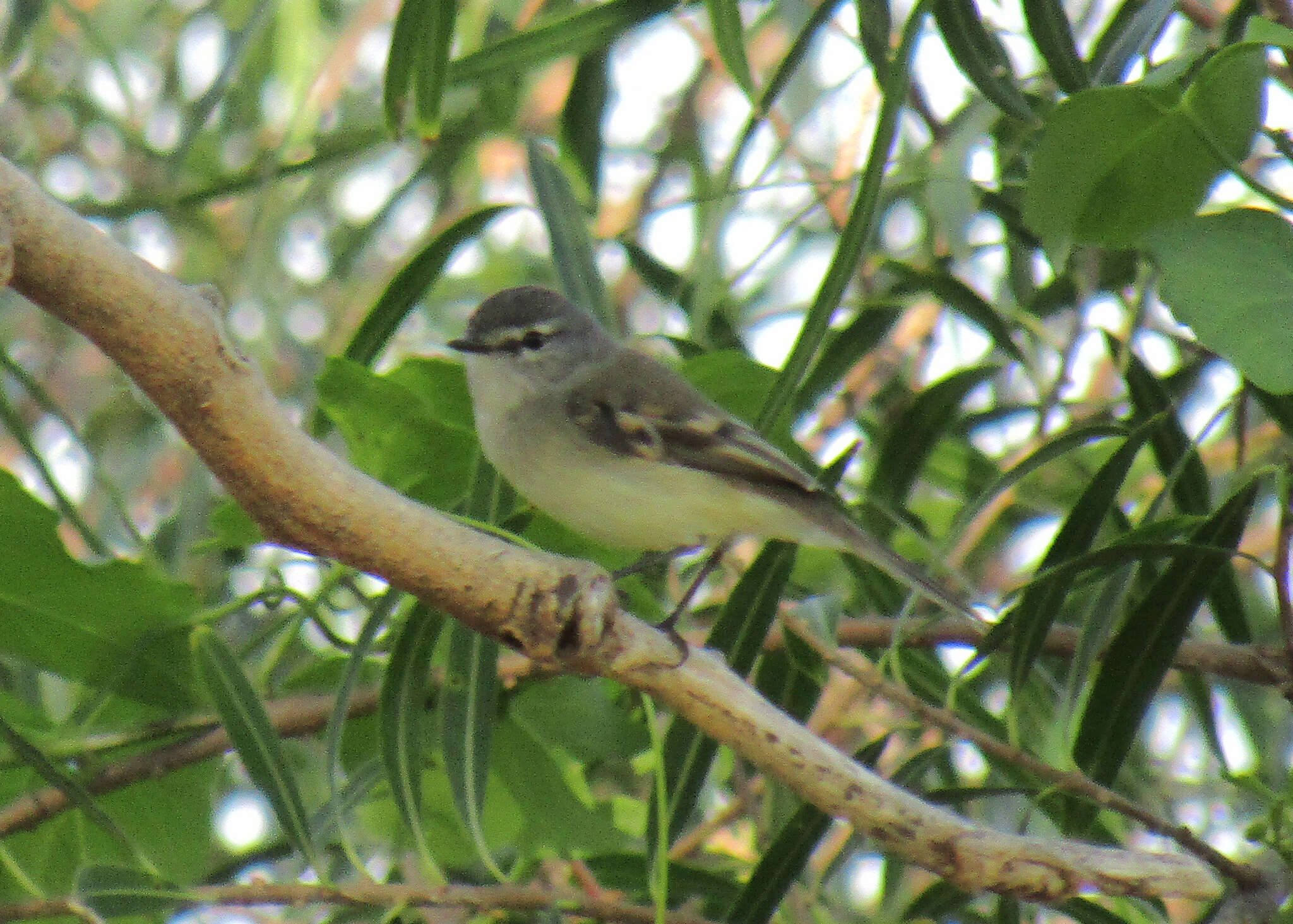 Image of White-crested Tyrannulet