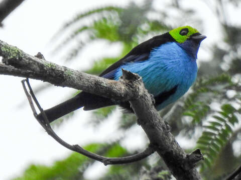 Image of Paradise Tanager