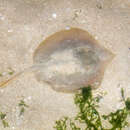 Image of Dwarf whipray