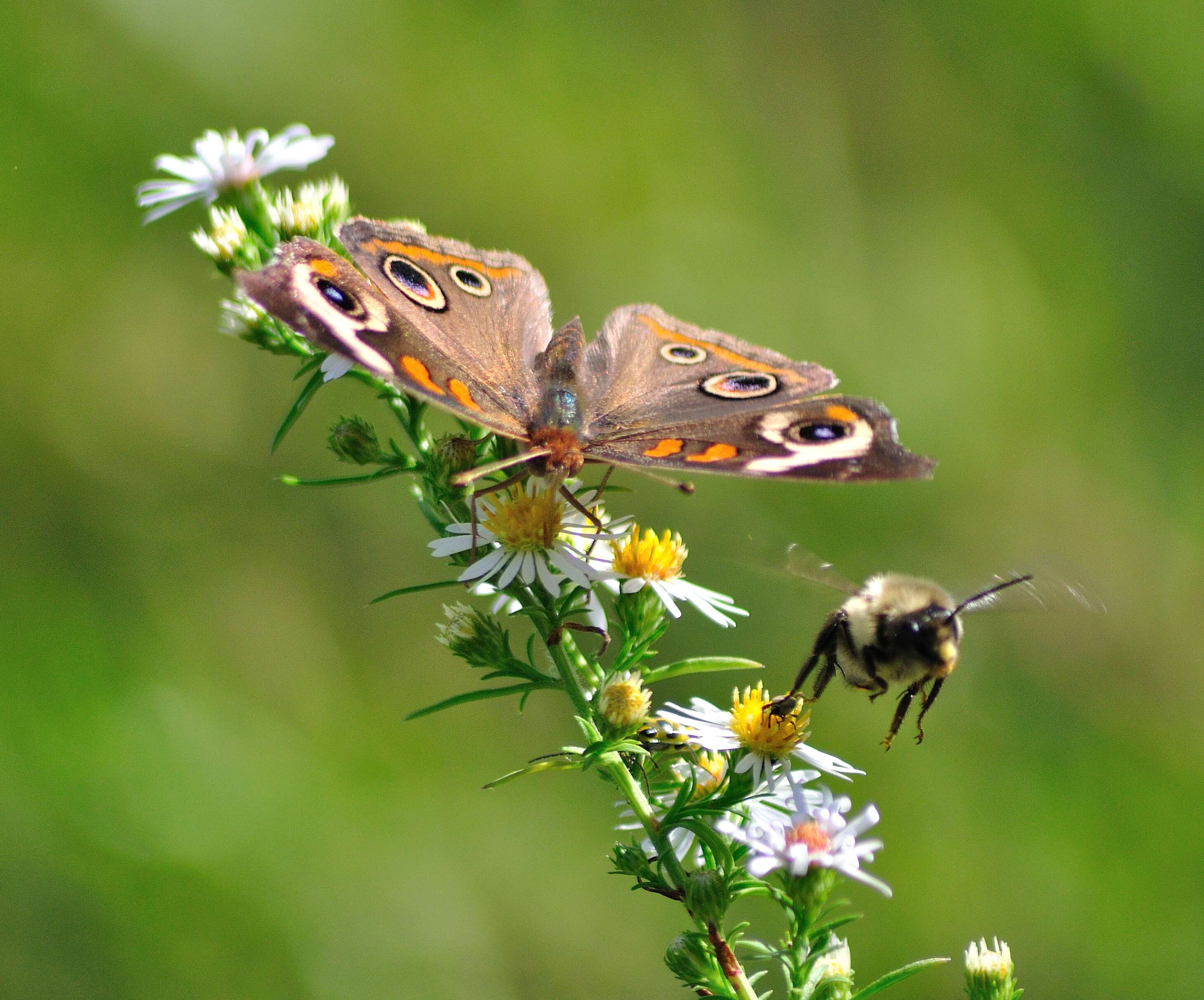 Image of Common buckeye