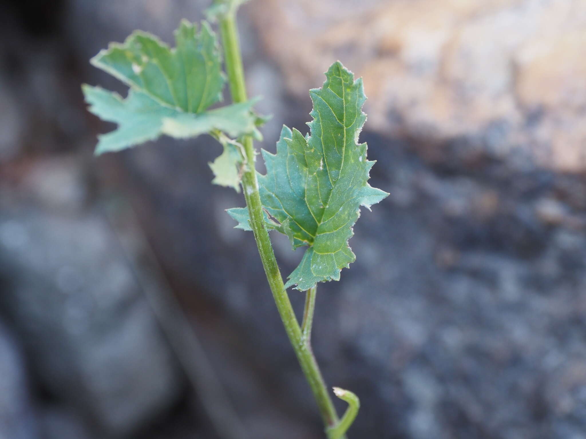 Слика од Jacobaea subalpina (W. D. J. Koch) Pelser & Veldkamp