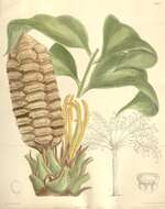 Image of Zamia obliqua A. Braun