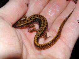 Image of Longtail Salamander