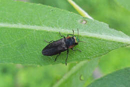 Image of Anthaxia viridicornis (Say 1823)