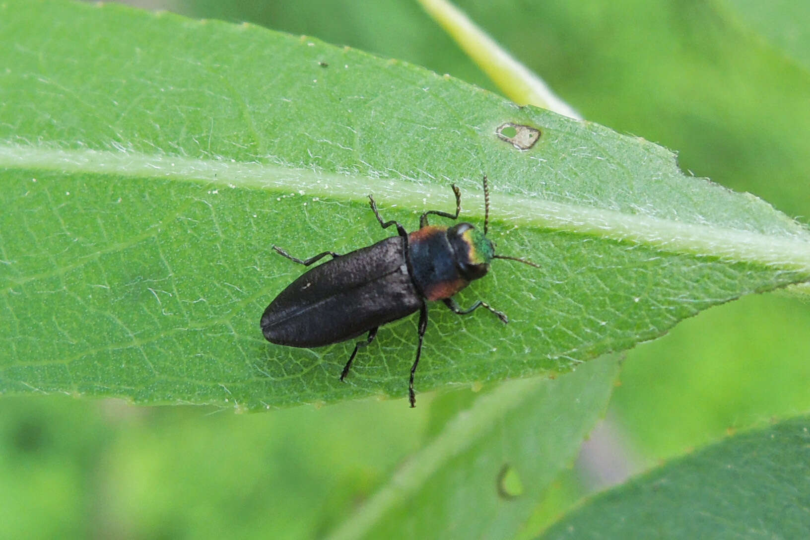 Image of Anthaxia viridicornis (Say 1823)