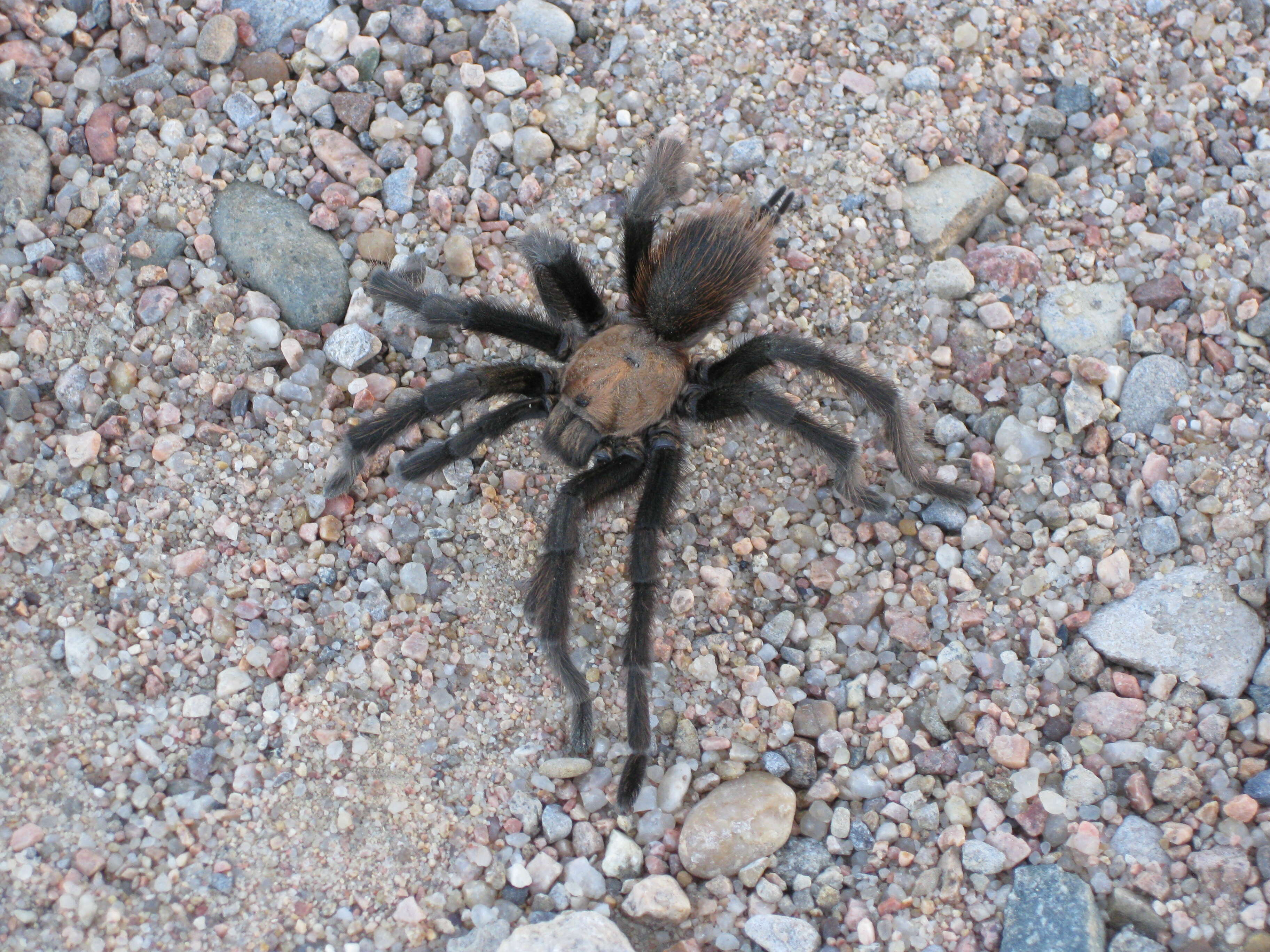 Image of Texas Brown Tarantula