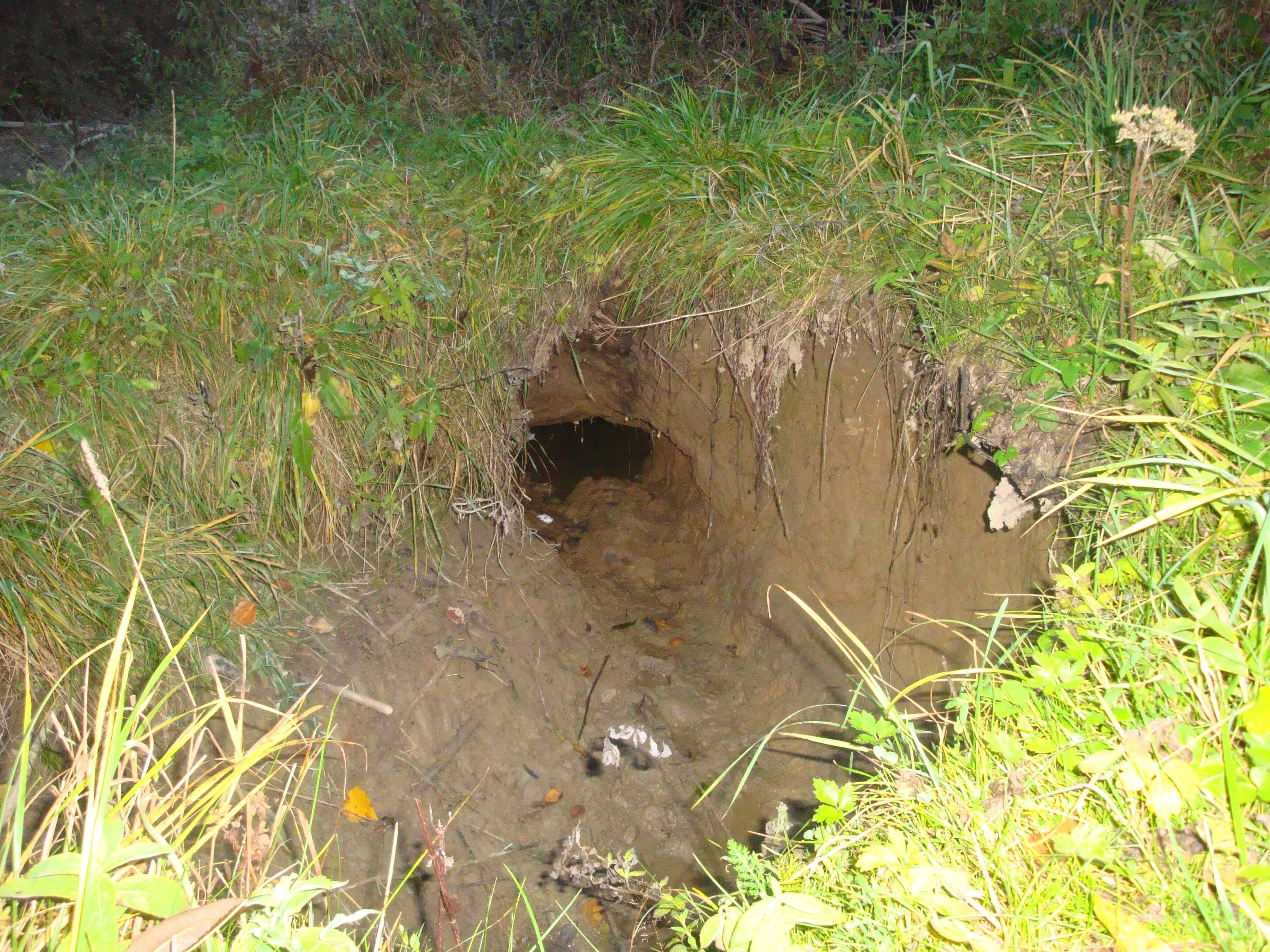 Image of European beaver