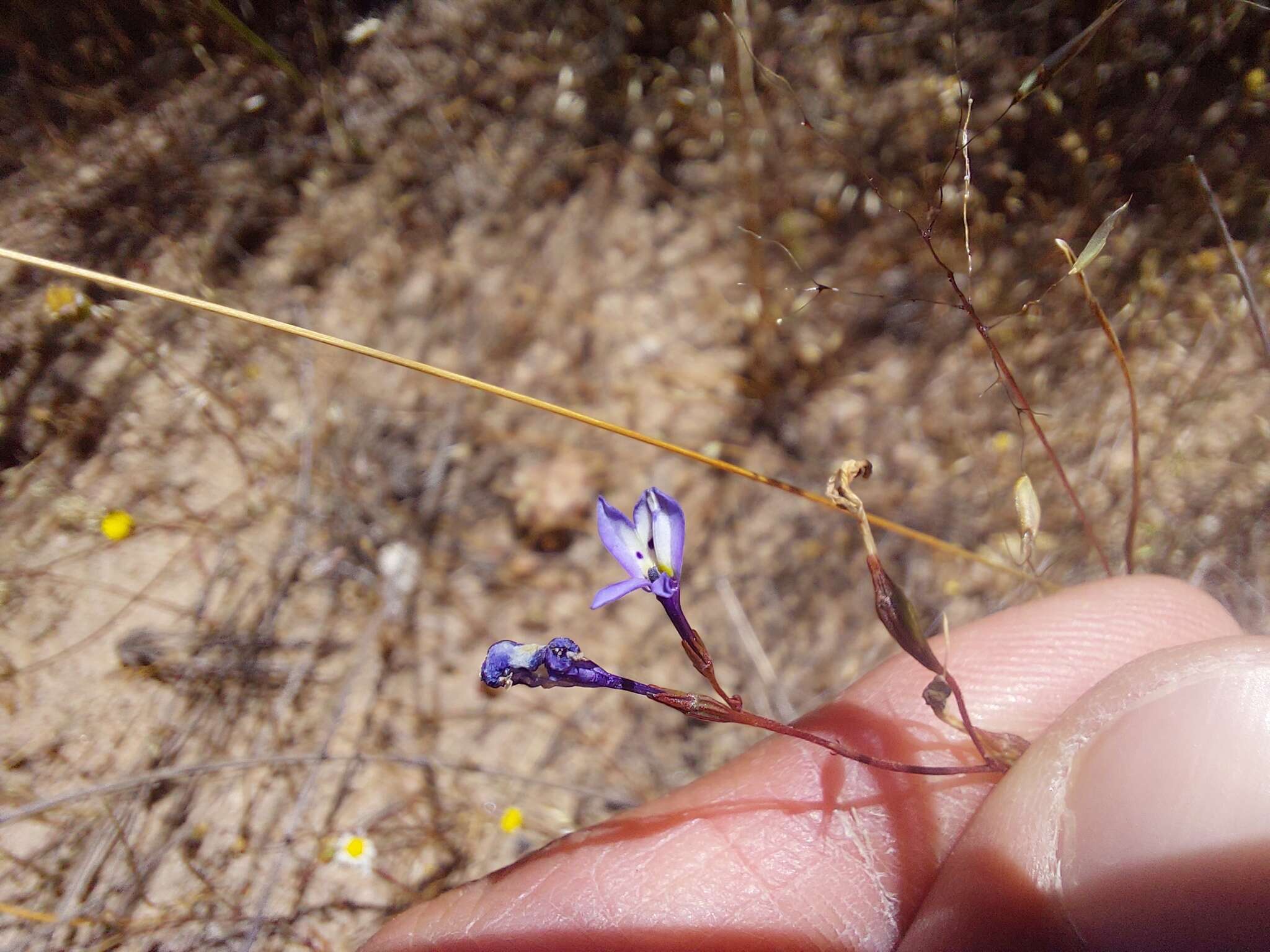 Image de Wimmerella bifida (Thunb.) Serra, M. B. Crespo & Lammers