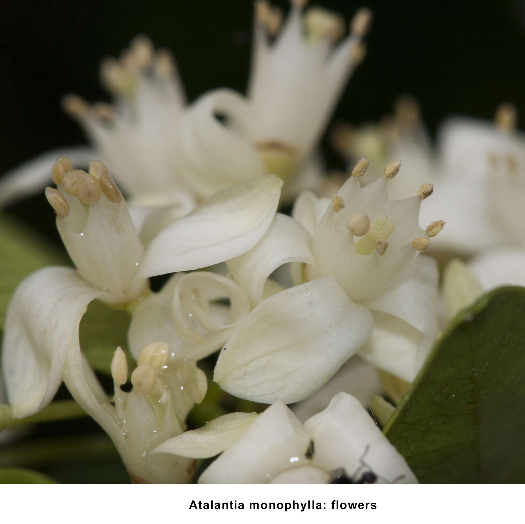 Sivun Atalantia monophylla (Roxb.) A. DC. kuva