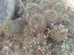 Imagem de Mammillaria mainiae K. Brandegee