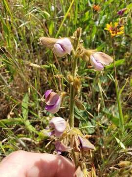 Image of Edwards Plateau hoarypea