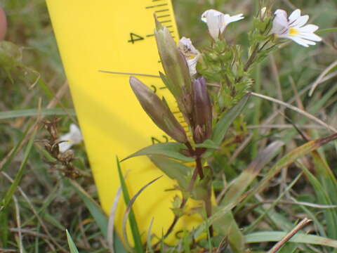 Image of Gentianella amarella subsp. amarella