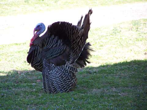 Imagem de Meleagris gallopavo Linnaeus 1758