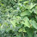 Image of Aristolochia contorta Bunge