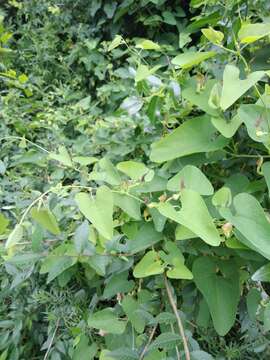 Image de Aristolochia contorta Bunge