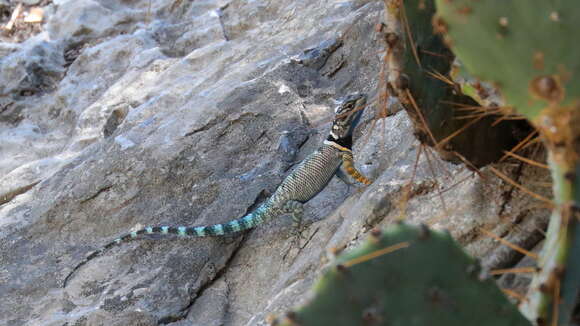 صورة Sceloporus ornatus Baird 1859