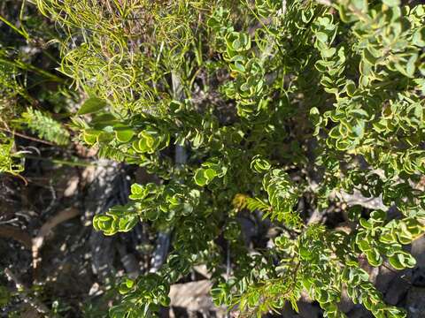 Image of Philotheca obovalis (A. Cunn.) Paul G. Wilson