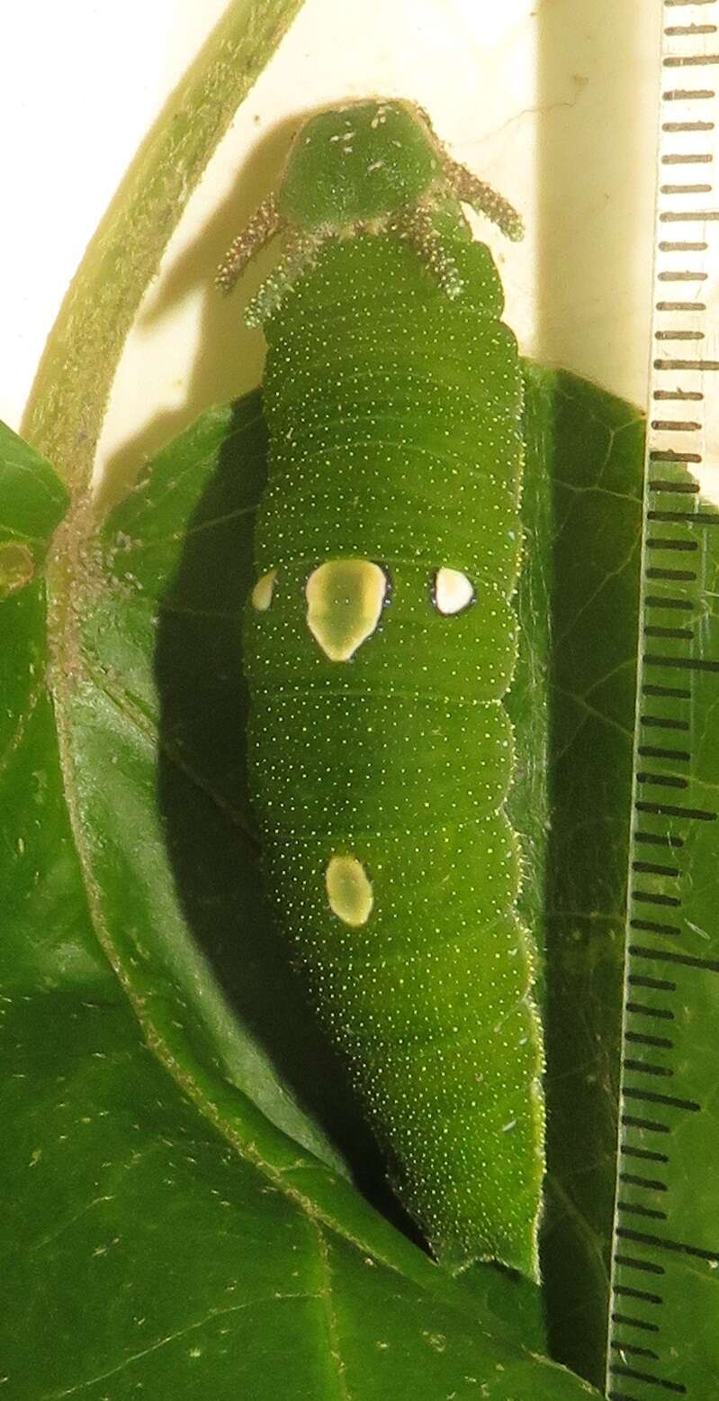 Image of Green-veined Charaxes