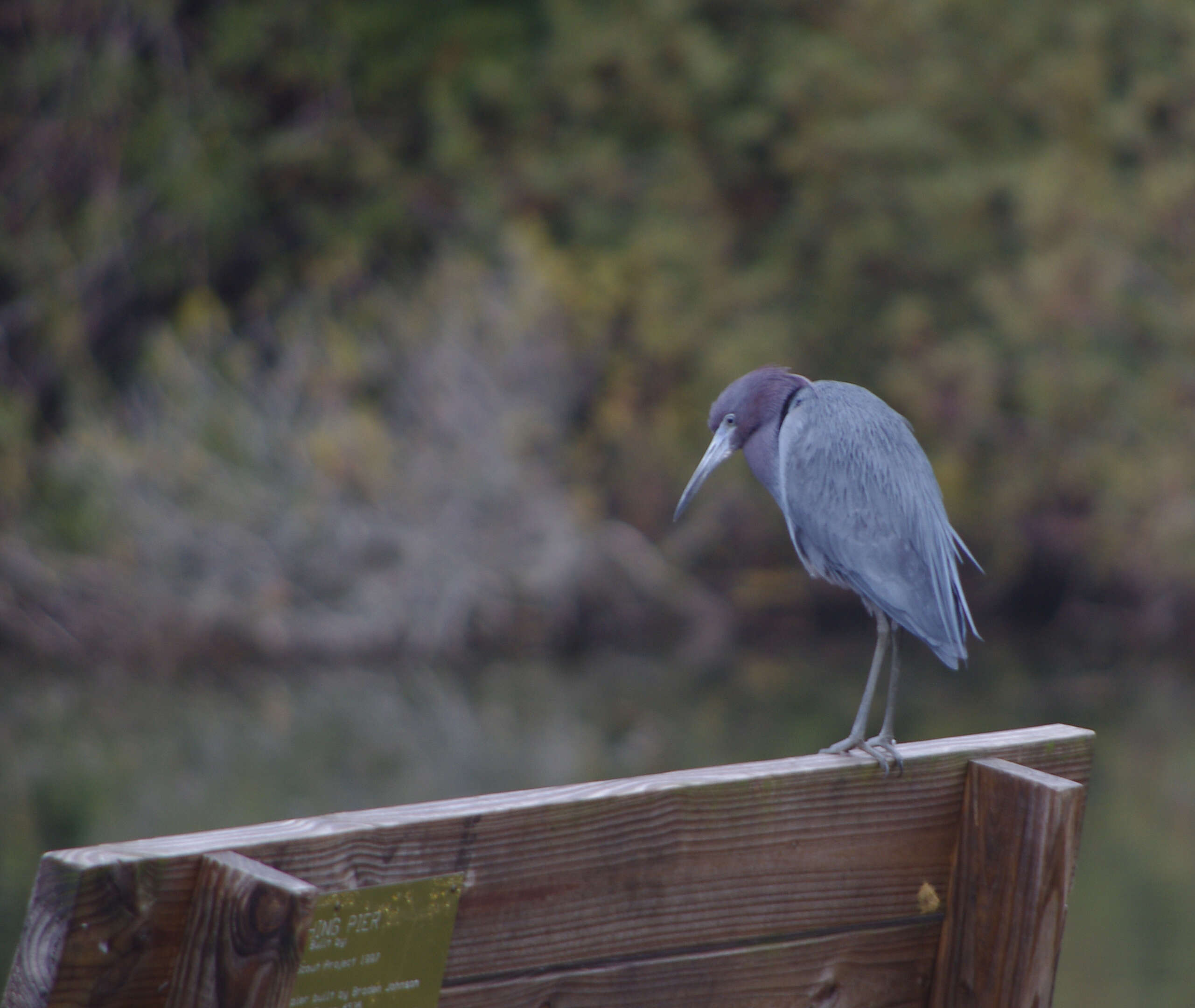 Image of Little Blue Heron