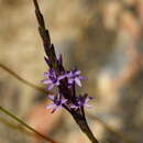 Image of Micranthus thereianthoides Goldblatt & J. C. Manning