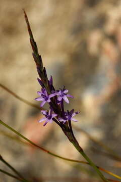 Image of Micranthus thereianthoides Goldblatt & J. C. Manning