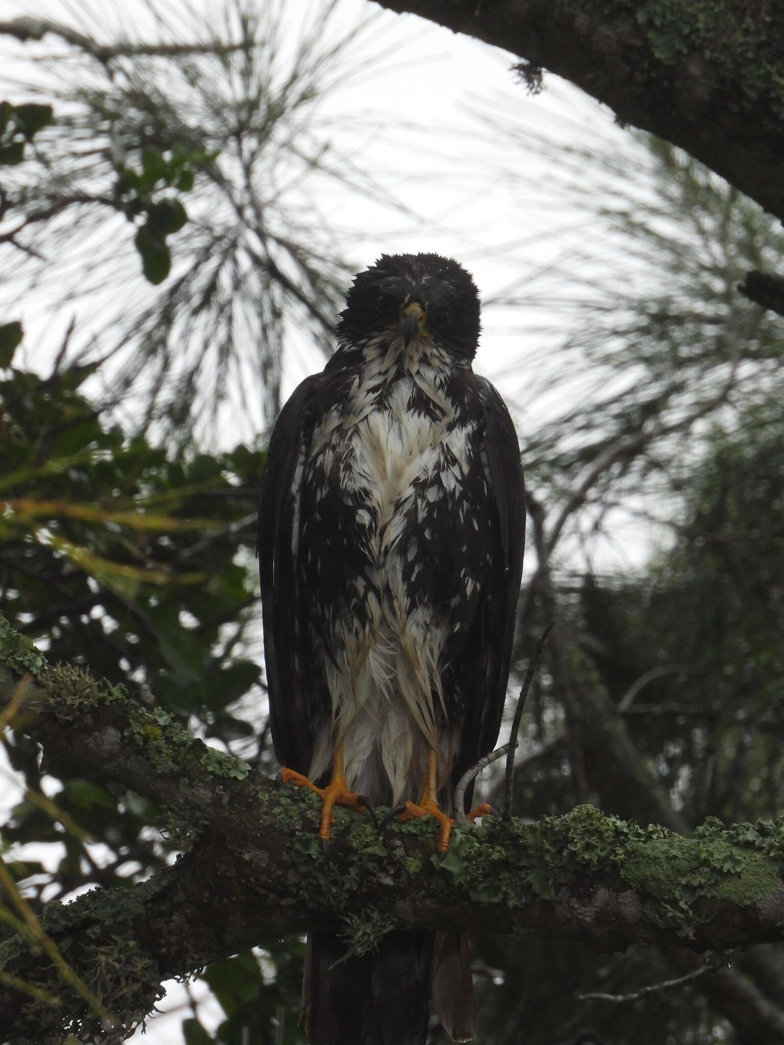 Image of Black Sparrowhawk