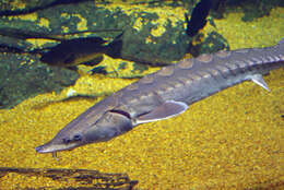 Image of Gulf Sturgeon