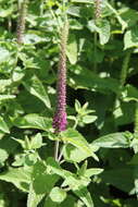 Image de Teucrium hircanicum L.