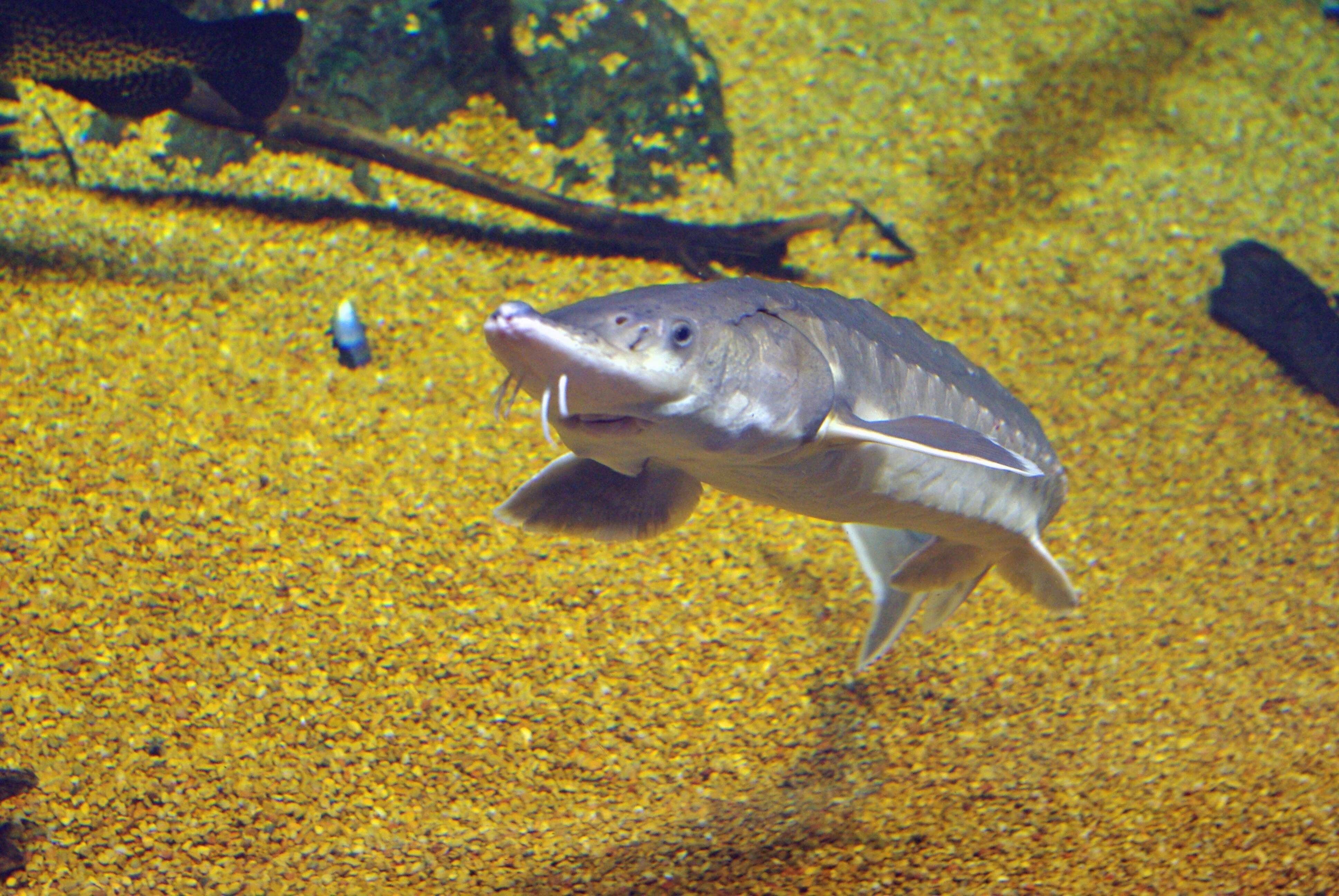 Image of Gulf Sturgeon