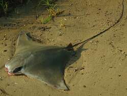 Image of Cownose rays and Flapnose rays
