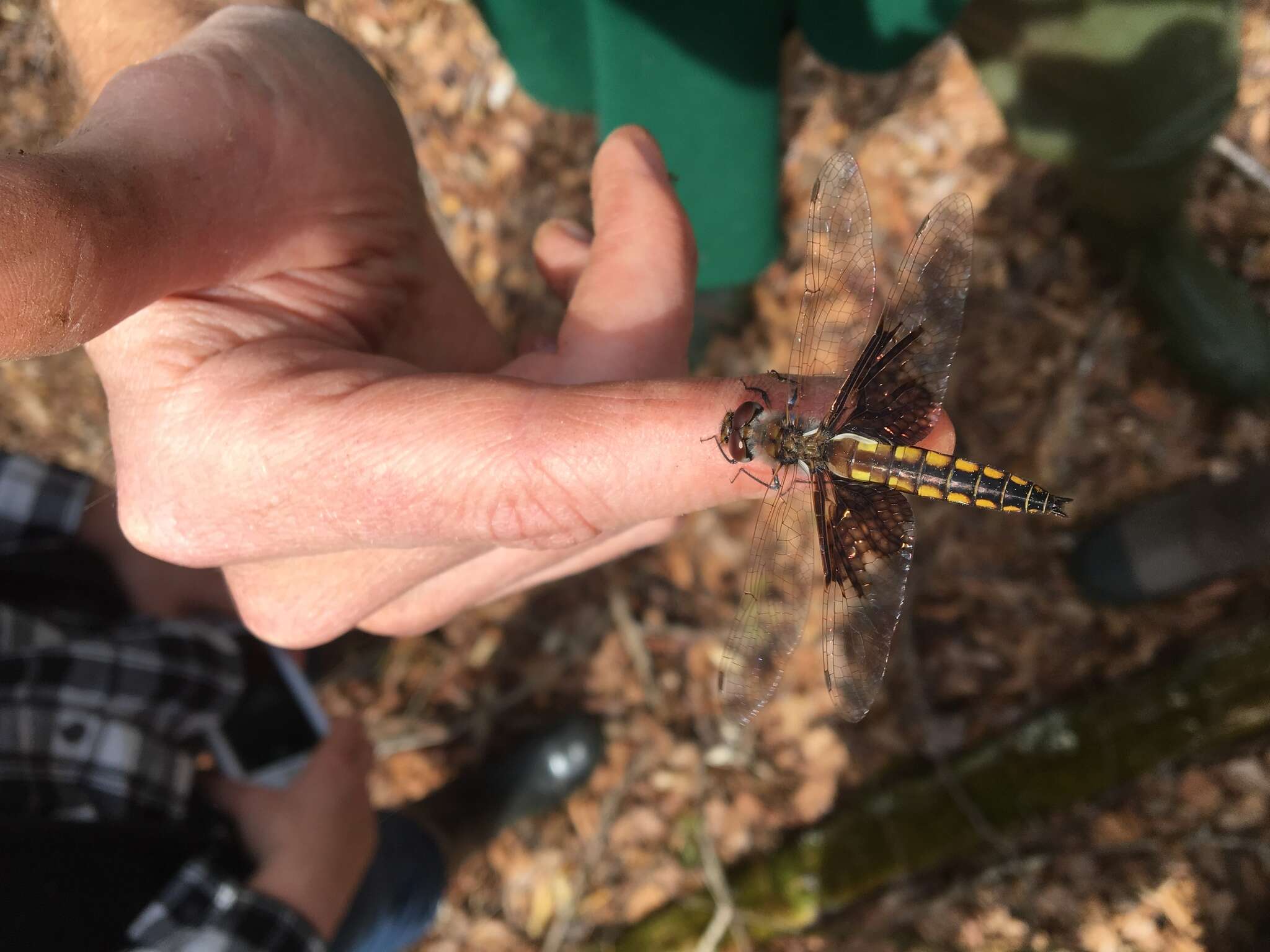 Image of Mantled Baskettail