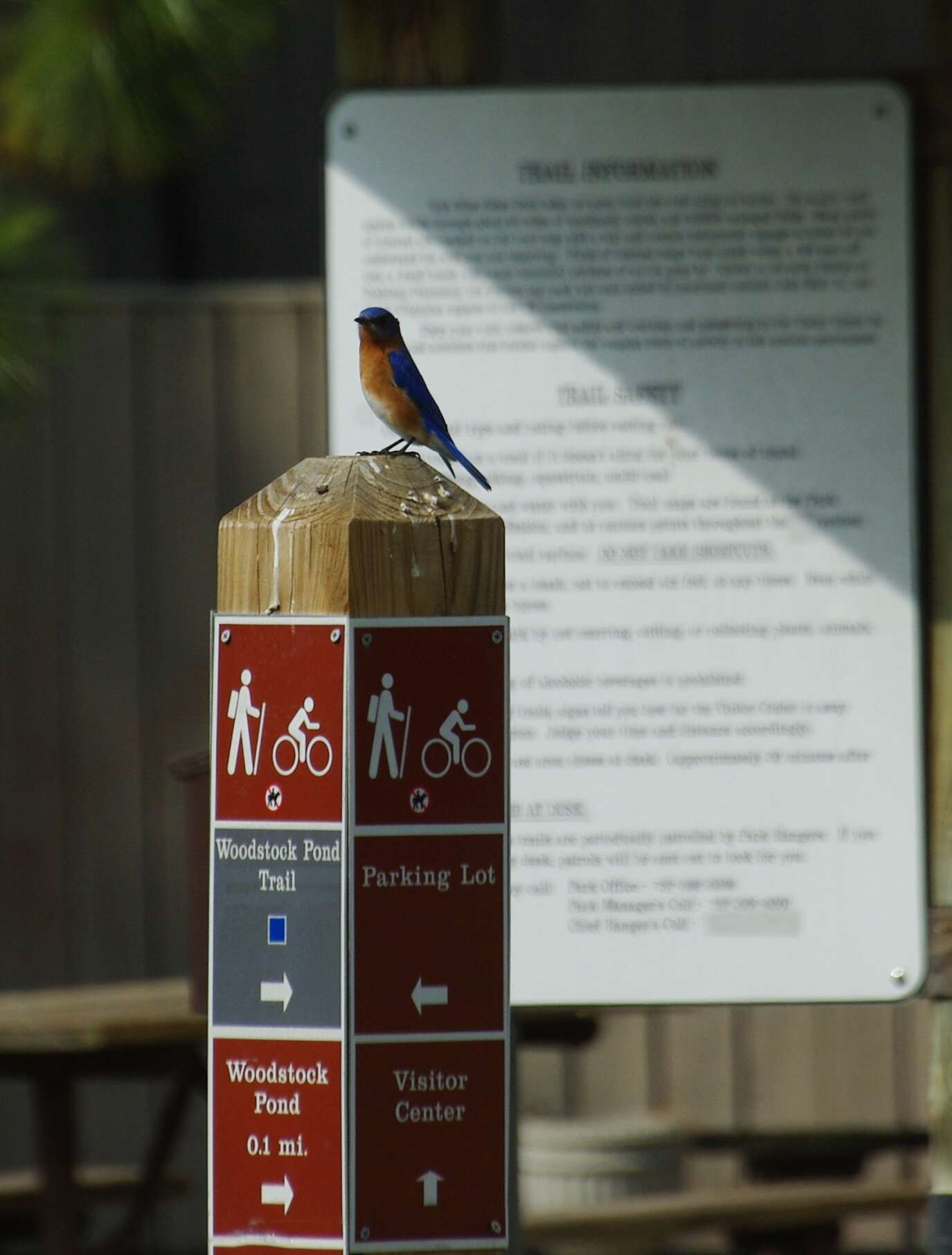 Image of Eastern Bluebird