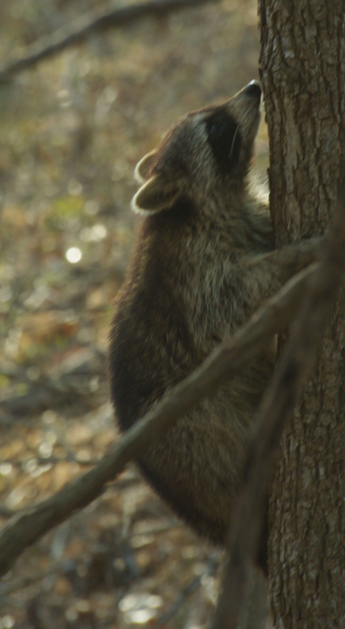 Image of raccoons